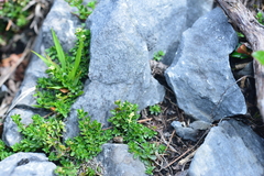 Galium tarokoense