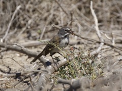 Artemisiospiza belli clementeae