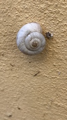 Xeropicta derbentina