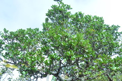 Quercus spinosa