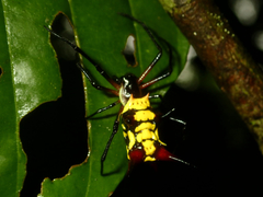 Micrathena kirbyi