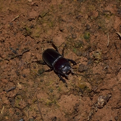 Dorcus