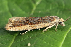 Bactra robustana