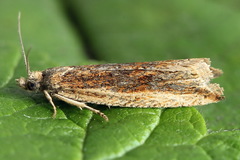 Bactra robustana
