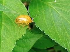 Chrysomelidae