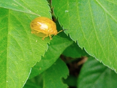 Chrysomelidae