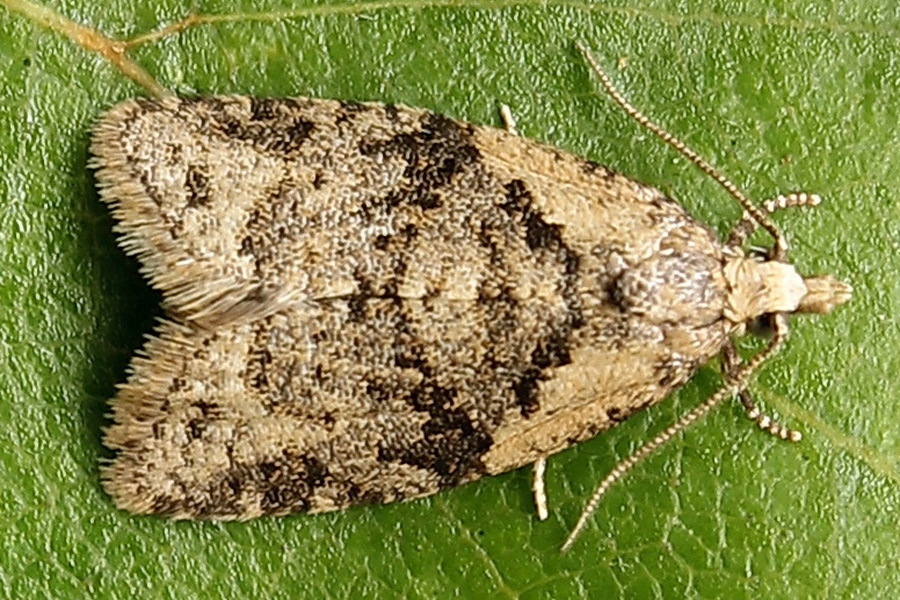 Common Tortrix