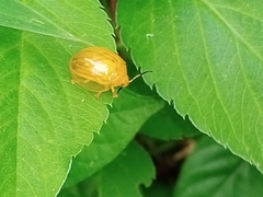 Chrysomelidae