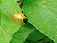 Chrysomelidae