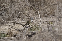 Artemisiospiza belli clementeae