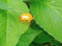 Chrysomelidae