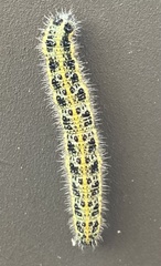 Pieris brassicae
