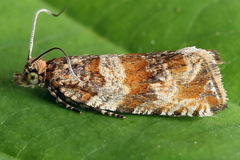 Celypha flavipalpana