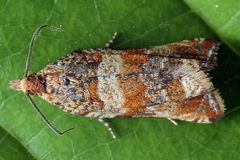 Celypha flavipalpana