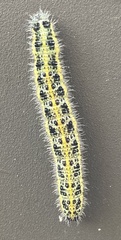 Pieris brassicae