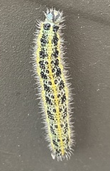 Pieris brassicae
