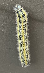 Pieris brassicae
