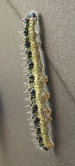 Pieris brassicae