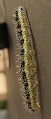 Pieris brassicae