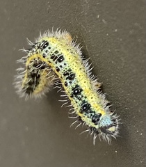 Pieris brassicae