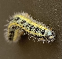 Pieris brassicae