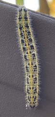 Pieris brassicae