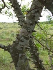 Zanthoxylum rhoifolium