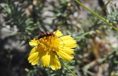 Strangalia sexnotata