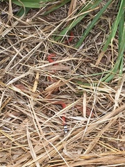 Apostolepis assimilis