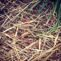 Apostolepis assimilis