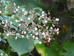 Aeschynomene paucifoliolata