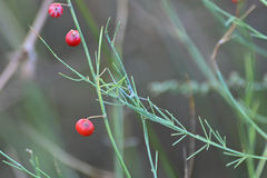 Asparagus maritimus