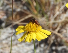 Strangalia sexnotata