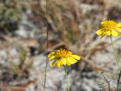 Strangalia sexnotata