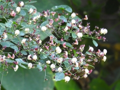 Aeschynomene paucifoliolata