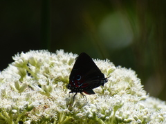 Atlides inachus
