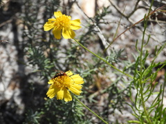 Strangalia sexnotata