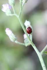 Argopistes coccinelliformis