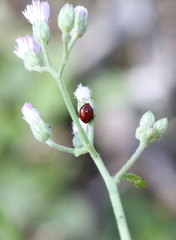 Argopistes coccinelliformis