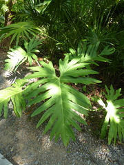 Thaumatophyllum bipinnatifidum