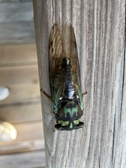 Neotibicen lyricen virescens