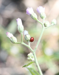 Argopistes coccinelliformis