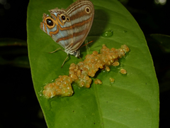 Chloreuptychia herseis