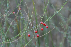 Asparagus maritimus