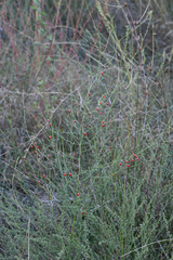 Asparagus maritimus