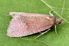 Celypha rosaceana