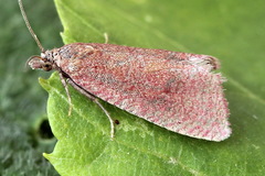 Celypha rosaceana