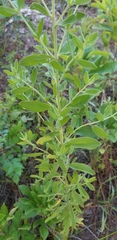 Eupatorium glaucescens