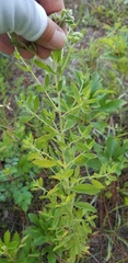 Eupatorium glaucescens