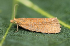 Celypha rufana